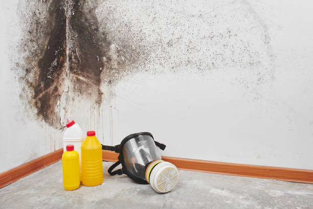 Best Local Mold Removal Service  in Decatur, AR
