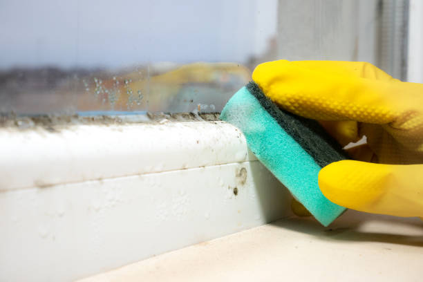 Mold Testing and Removal in Decatur, AR
