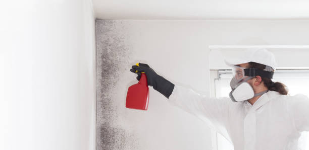 Best Mold Remediation Experts  in Decatur, AR