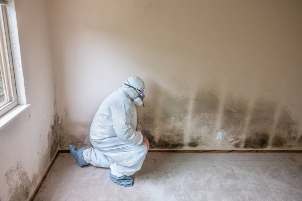 Best Mold Testing and Removal  in Decatur, AR