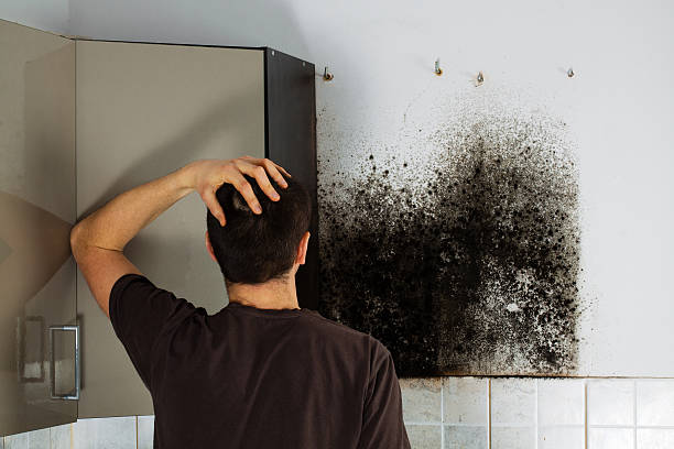 Best Mold Removal Process  in Decatur, AR